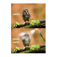 owlet-moist-owlet.jpg