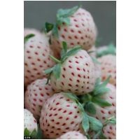 Pineberries.jpg
