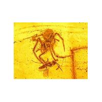 spider_in_amber_fossil-e1349882942848.jpeg