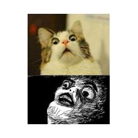 anothermemeCat.jpg