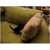 died-cat.gif