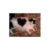 funny-pictures-cat-loves-you.jpg