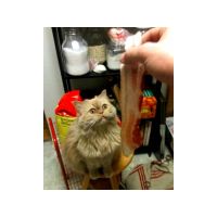 bacon-mesmerized-cat.jpg