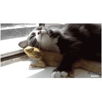 cat_iguana.gif