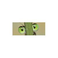 damselfly_uni.jpg