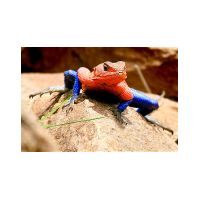 spidermanlizard.jpg