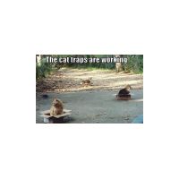 cat_traps.jpg