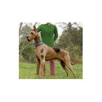 scooby544437n.jpg
