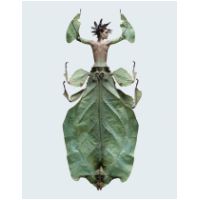 bug295168x_n.jpg