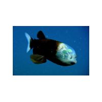pacific_barreleye.jpg