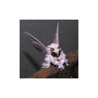 venezuelan_poodle_moth.jpg