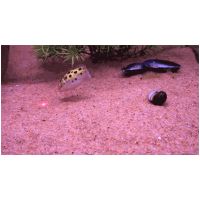 UC8u5.gif