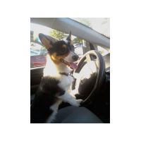 car-corgi05.jpg