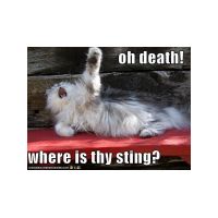 funny-animal-demotivations13.jpg