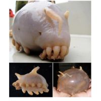sea_pigs.jpg